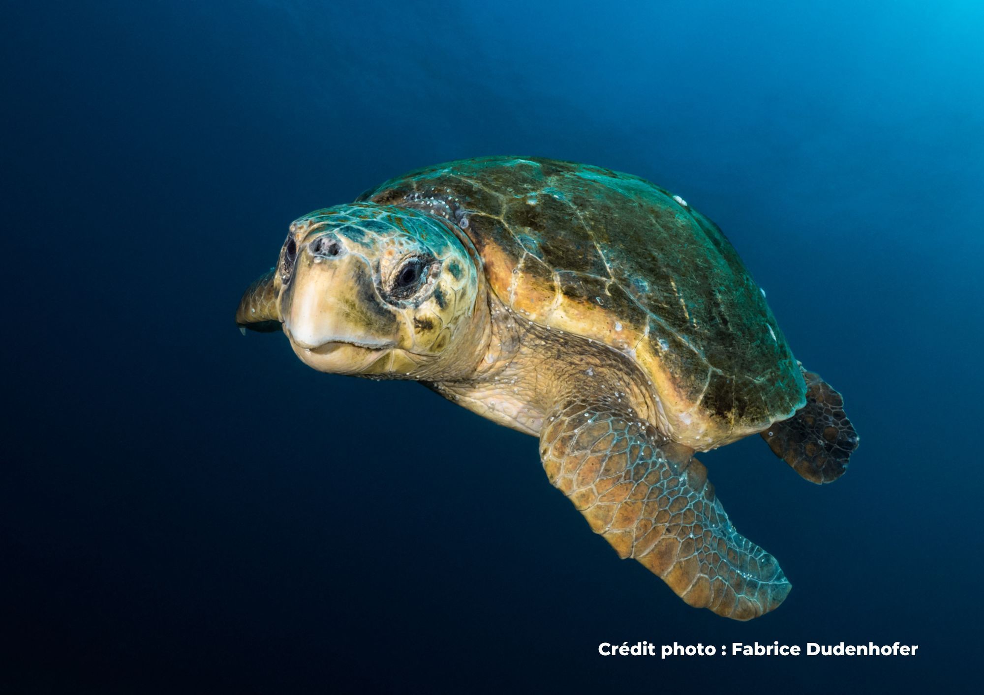 tortue marine
